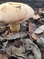 Austroboletus occidentalis