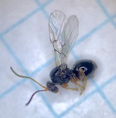 Callirhytis seminator