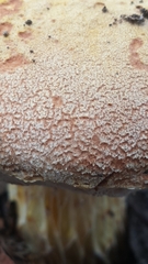 Austroboletus occidentalis