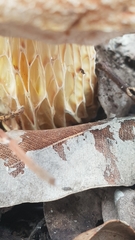 Austroboletus occidentalis