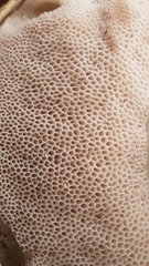 Austroboletus occidentalis