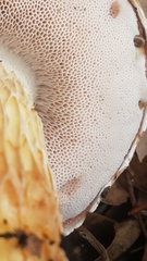 Austroboletus occidentalis