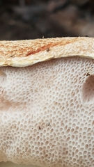 Austroboletus occidentalis