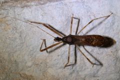 Rocconota annulicornis