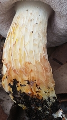 Austroboletus occidentalis