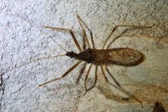 Rocconota annulicornis