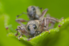 Metapocyrtus adspersus