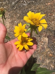 Wyethia amplexicaulis