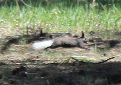 Sciurus aberti kaibabensis