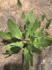 Wyethia amplexicaulis