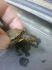 Actinemys marmorata marmorata