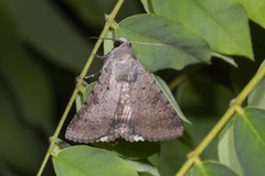 Pandesma quenavadi