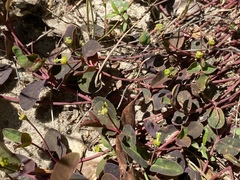 Euphorbia ipecacuanhae