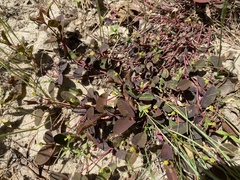 Euphorbia ipecacuanhae