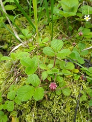 Fragaria hayatae