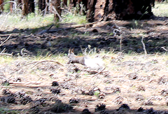 Sciurus aberti kaibabensis