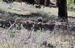 Sciurus aberti kaibabensis