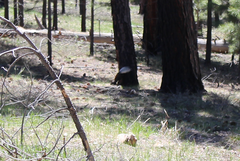 Sciurus aberti kaibabensis