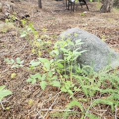 Osmorhiza occidentalis