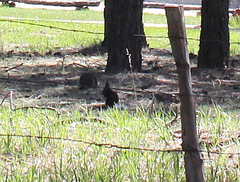 Sciurus aberti kaibabensis