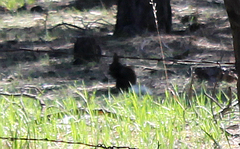 Sciurus aberti kaibabensis