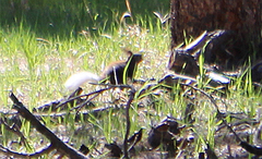 Sciurus aberti kaibabensis