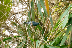 Spodiornis rusticus