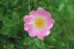 Rosa canina