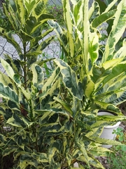Codiaeum variegatum image