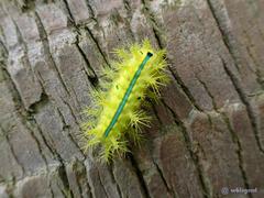 Quasithosea obliquistriga