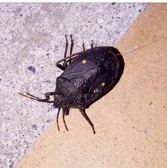 Stapecolis bimaculatus