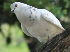 Columba livia