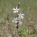 ציפורנית לילית - Photo (c) Julien Renoult,  זכויות יוצרים חלקיות (CC BY), הועלה על ידי Julien Renoult