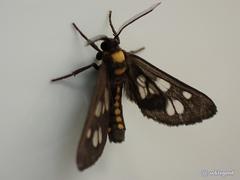 Eressa confinis