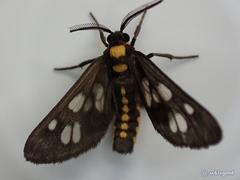 Eressa confinis