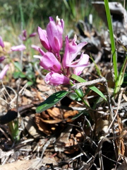 Rhinotropis californica