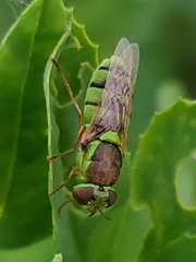 Odontomyia cincta