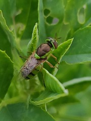 Odontomyia cincta