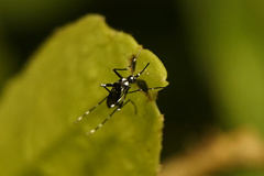 Stegomyia