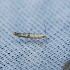 Argyresthia subreticulata