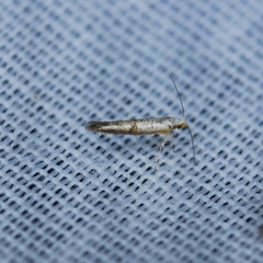 Argyresthia subreticulata
