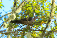 Patagioenas plumbea