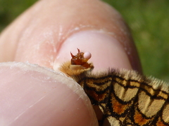 Melitaea celadussa