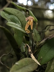 Pleurothallopsis