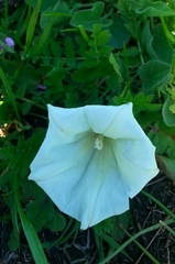 Calystegia subacaulis