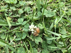 Apis mellifera