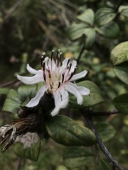 Barnadesia spinosa