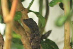 Anolis serranoi