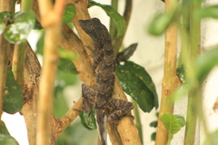 Anolis serranoi