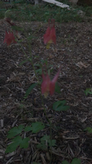 Aquilegia canadensis